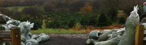 sussex christmas trees