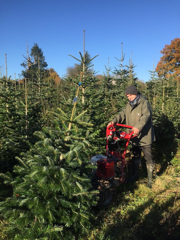 tree harvest